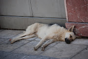 Greece: Athens: More pix of the Athens street dogs. (athens one )