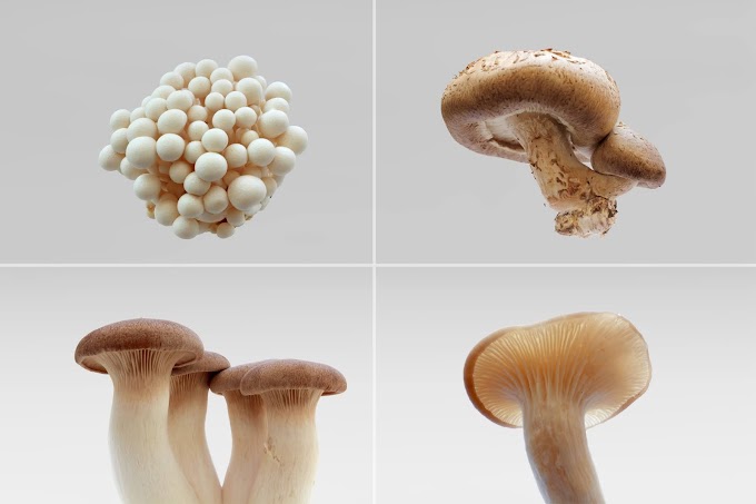 Mushroom Spawn Supplier in Thane | Biobritte Mushroom Company