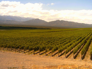 Arjantin Latin Amerika’nın en büyüğü ve dünyanın 5. en büyük şarap üreticisidir
