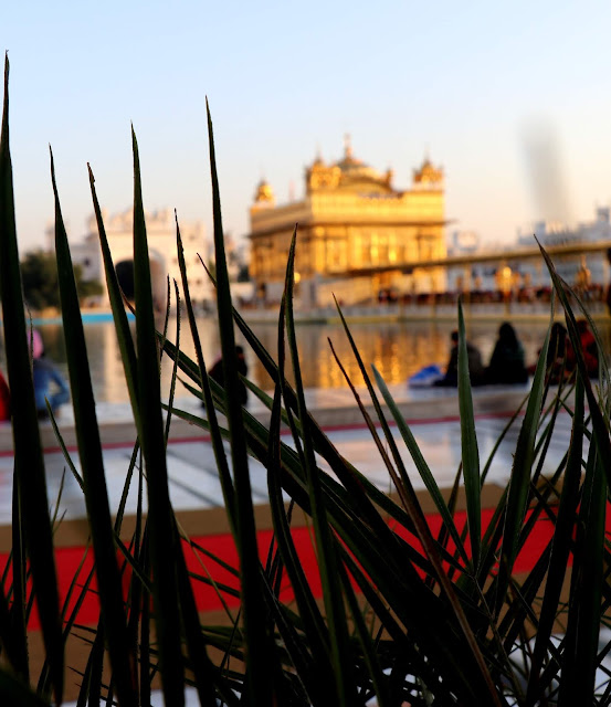 Golden Temple Pictures