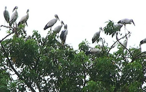 ঘুরে আসুন শৈলকুপার  আশুরহাট পাখির গ্রাম