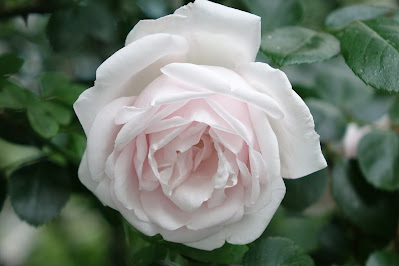 Image of a large white rose with petals tinted barely pink against a green foliage background.