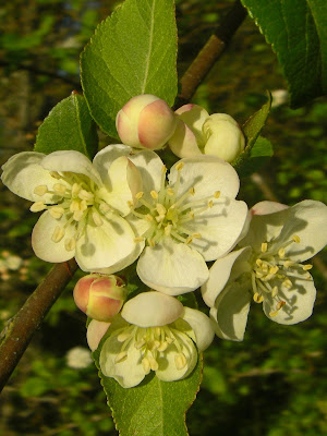 Malus is the Latin name for the apple family and therefore Malus fusca can