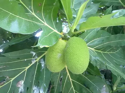 Breadfruit
