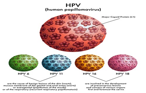 Virut gây bệnh HPV