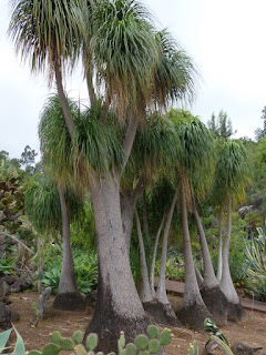 Pied d'éléphant - Arbre bouteille - Noline récurvée - Beaucarnea recurvata