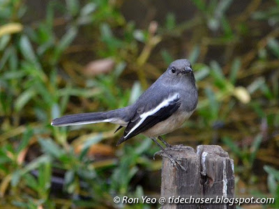 Oriental Magpie Robin (Copsychus saularis)