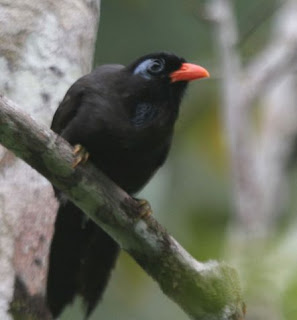 Suara burung poksay hitam