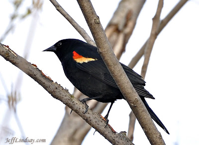 red-winged blackbird, appleton, wisconsin, in a tree by the fox river, wisconsin