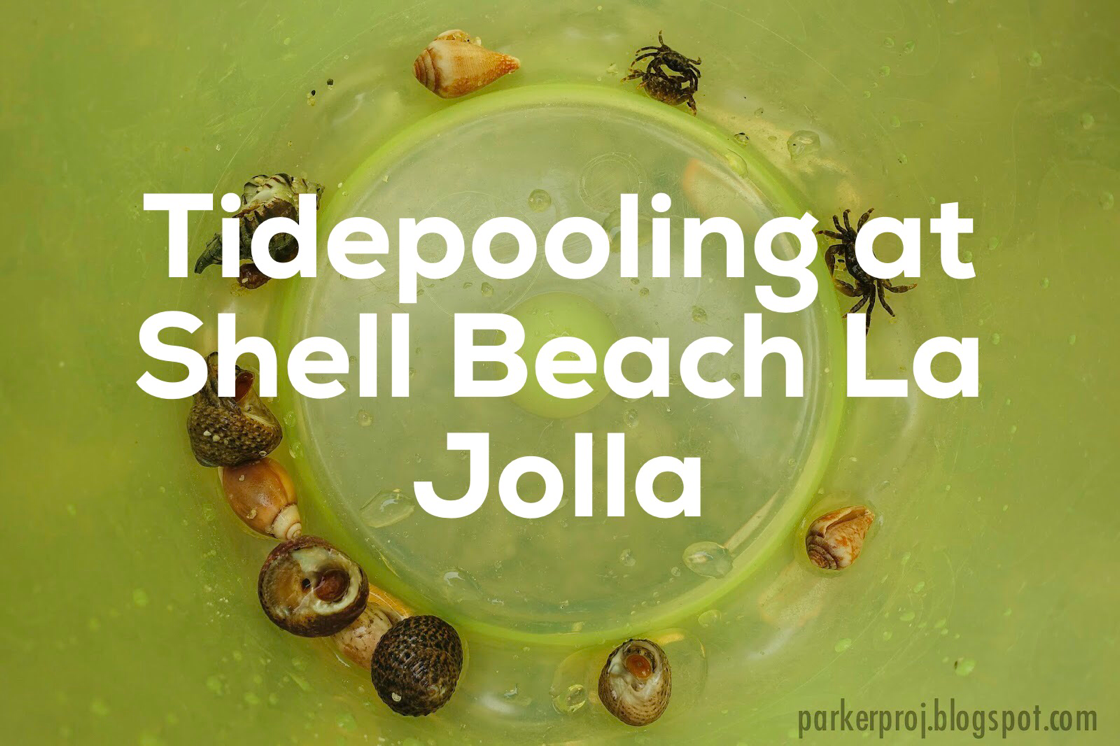 tidepooling, shell beach, la jolla, san diego