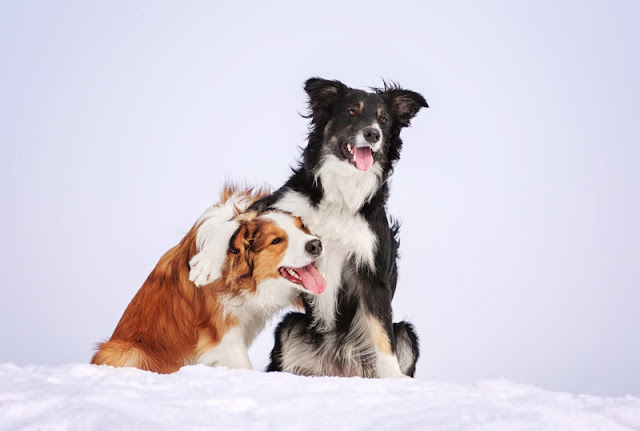 Two border collies doing a trick in the snow