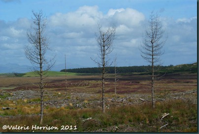38-three-trees