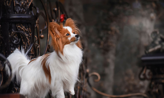 "Papillon Dog showcasing its elegant coat and butterfly-like ears, a perfect companion for dog lovers seeking charm and agility."