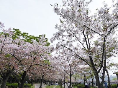 桜之宮公園の桜並木（お花見ウォーキング）