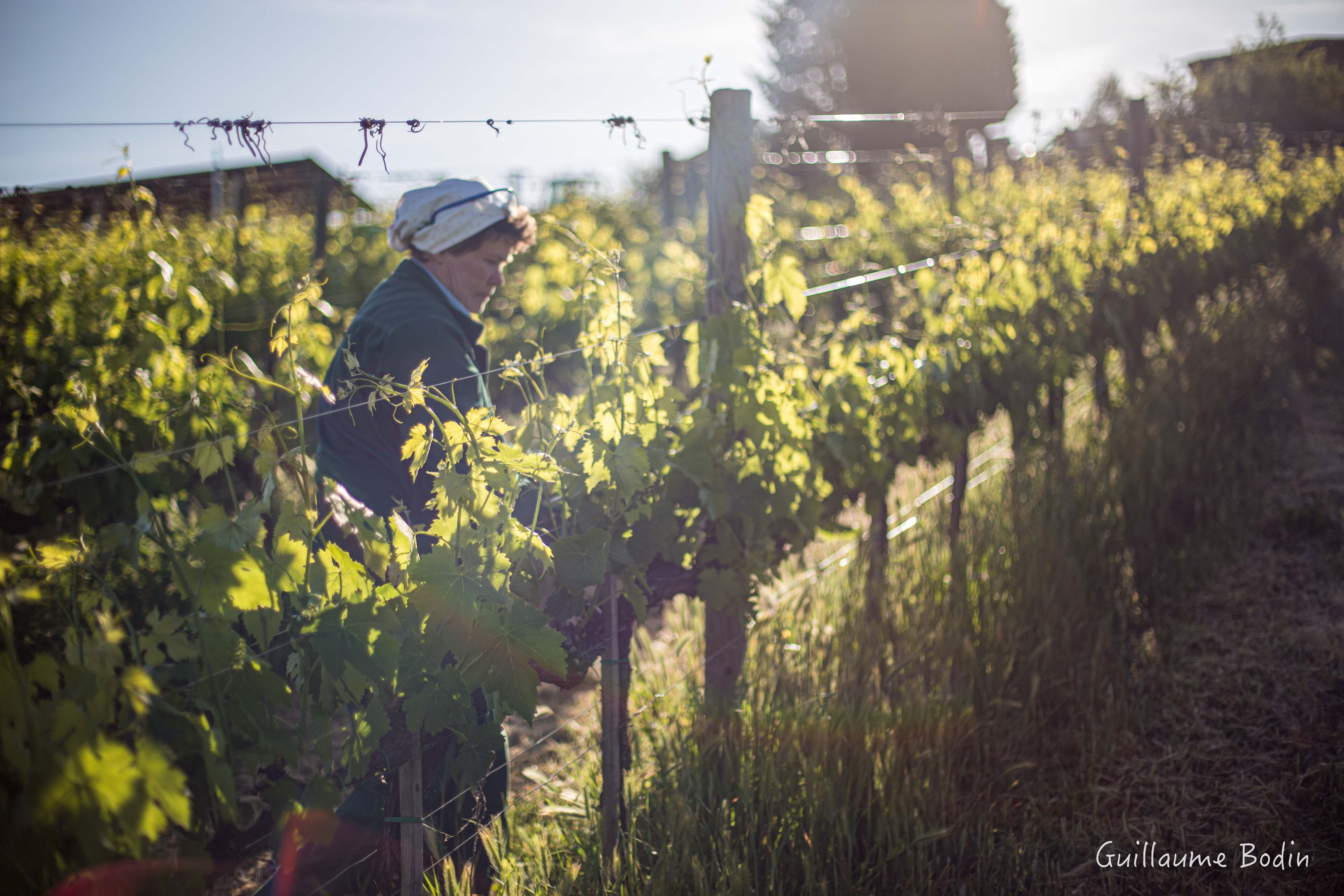 Critique film Vigneronnes