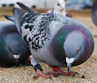 Paloma bravía (Columba livia)​ 