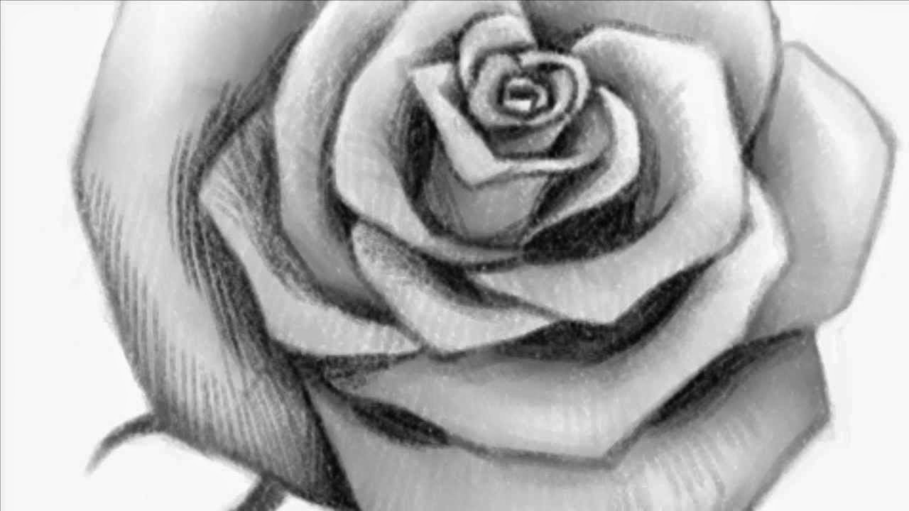 Rose Drawing