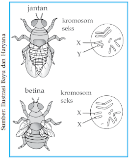 Drosophila melanogaster