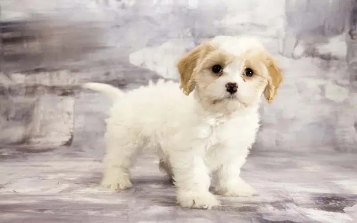 Interesting Facts About Cavachon Dogs