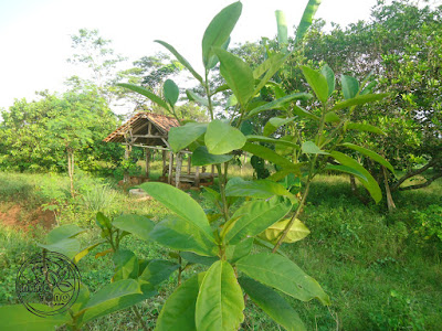 FOTO : Daun Cempedak di kebun