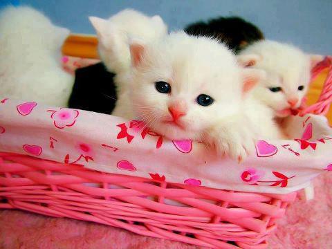 Cute innocent looks of cats in basket image