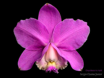 Orquídea Cattleya loddigesii