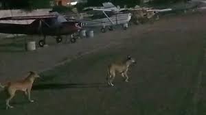The area, which houses training aircraft, has experienced several near-misses involving the animals