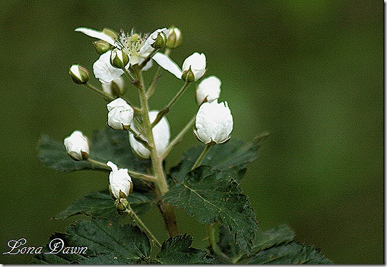 Raspberry_Blooms