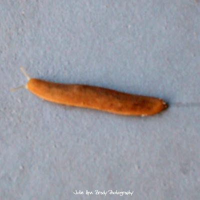 Florida Leatherleaf Slug - Leesburg Florida
