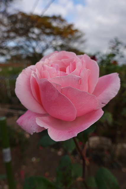 鳥取県米子市別所 こばやしバラ園 バラ（薔薇）