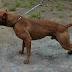 Pitbull (Apbt)