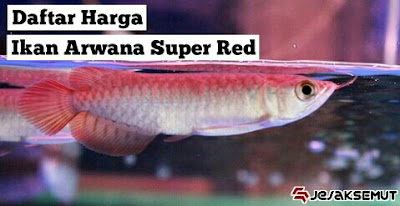 Daftar Harga Ikan Arwana Super Red Semua Ukuran Terbaru 