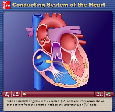 circulatory system heart diagram. circulatory system diagram