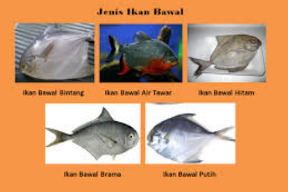 Mengenal Jenis Jenis Ikan Bawal