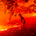 Desalojan a miles de personas por incendios forestales en California