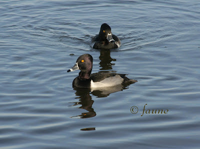 ringed-necked duck