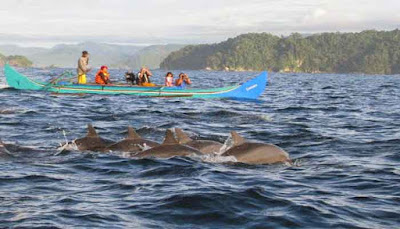 Lumba-lumba-teluk-kiluan