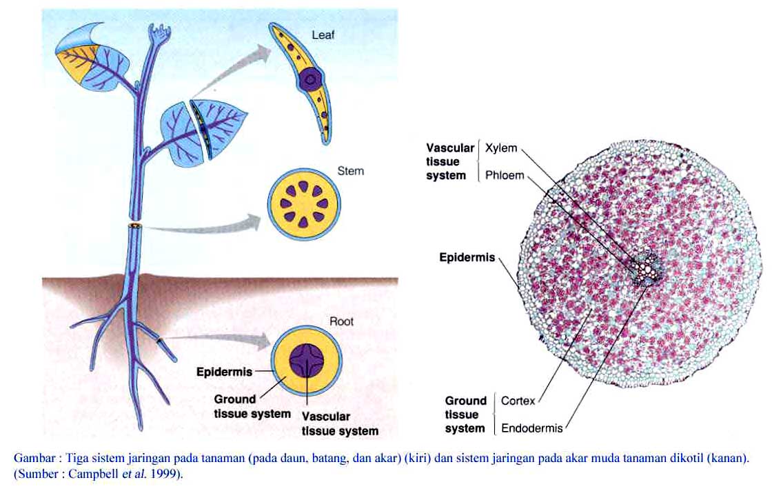 anak manusia: BIOLOGI ORGAN TUMBUHAN