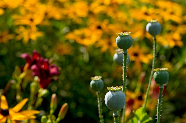 Nova Scotia; Stil Life; Poppies