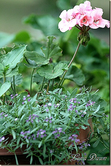 Geranium_Pot