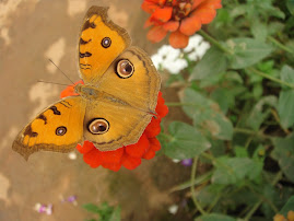 A garden resident/ the Peacock Pansy