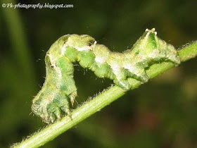 Green caterpillar