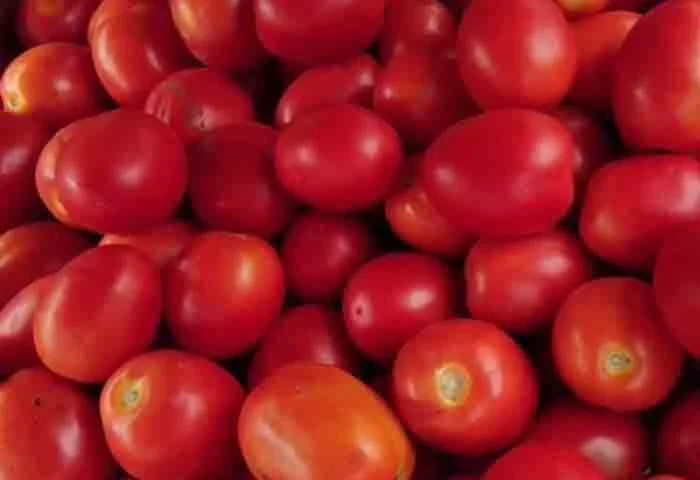 New Delhi, News, National, Tomato, Price, Tomato Prices Surge Again, Mother Dairy Selling It At Rs 259/Kg.
