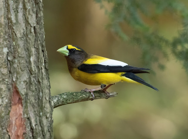 Evening Grosbeak - Hartwick Pines, Michigan, USA