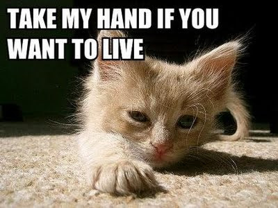 Funny animals with captions