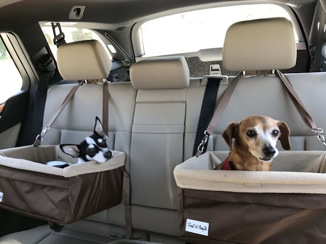 Cães viajando em automóvel.