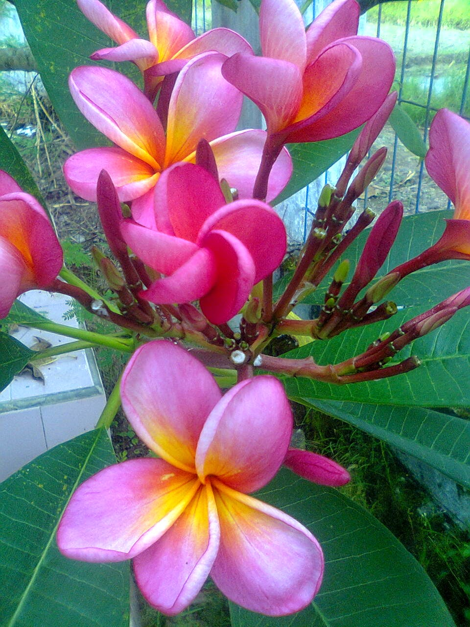  Aneka Gambar Cantik Bunga Kamboja Yang Menakjubkan dan 