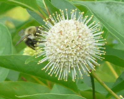 bumblebee on buttonbush