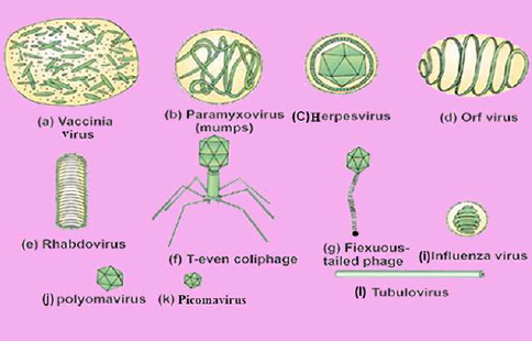 FSc Biology Part 1 XI 11th Chapter 5 Variety of Life Notes Long Questions fscnotes0