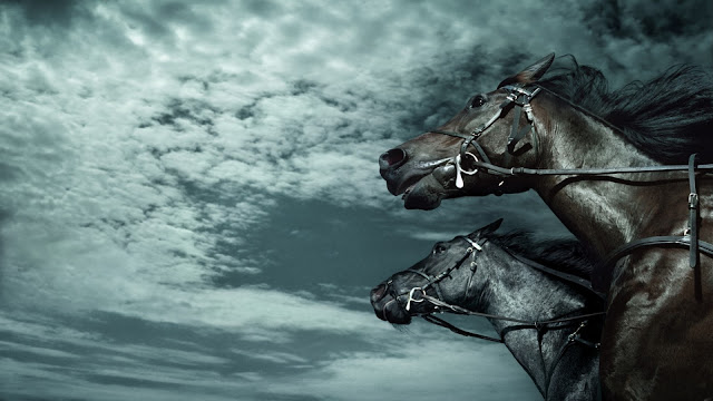 black horses_wallpaper_hd